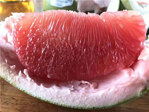 泰國紅寶石青柚苗