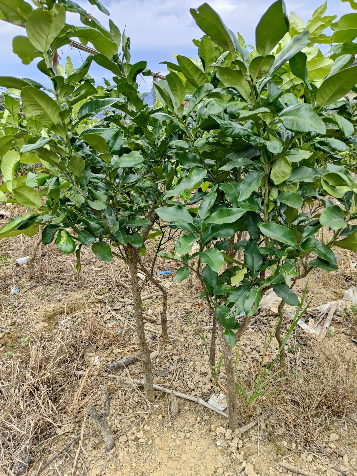 福建大三紅蜜柚苗木基地丨紅心蜜柚苗價格行情丨最新三紅蜜柚市場行情如何 福建大三紅蜜柚苗木基地丨紅心蜜柚苗價格行情丨最新三紅蜜柚市場行情如何