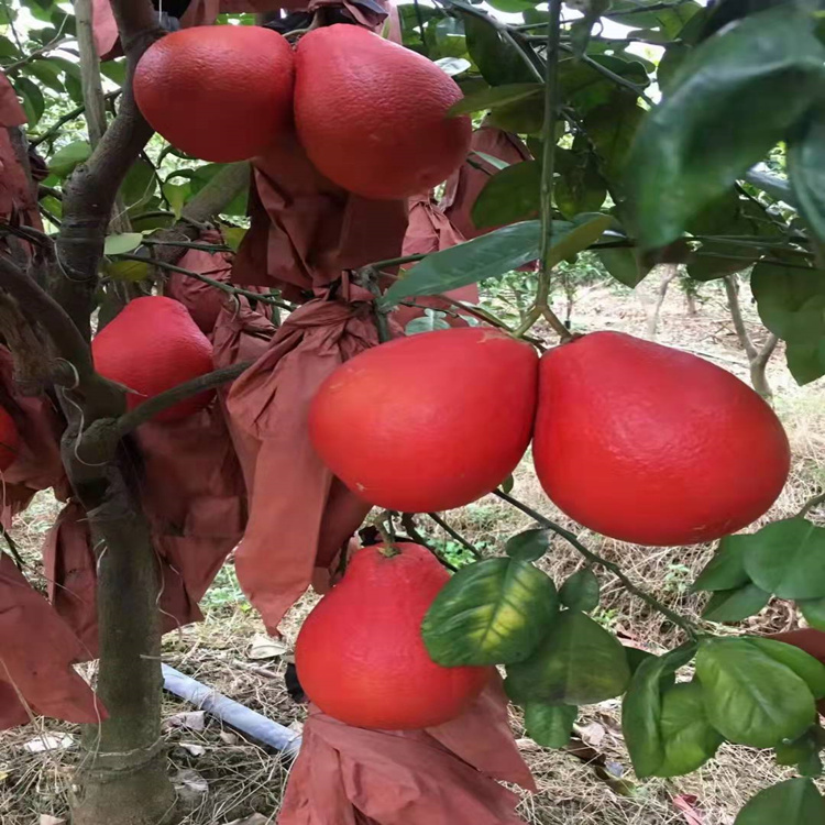 泰國暹羅紅柚苗