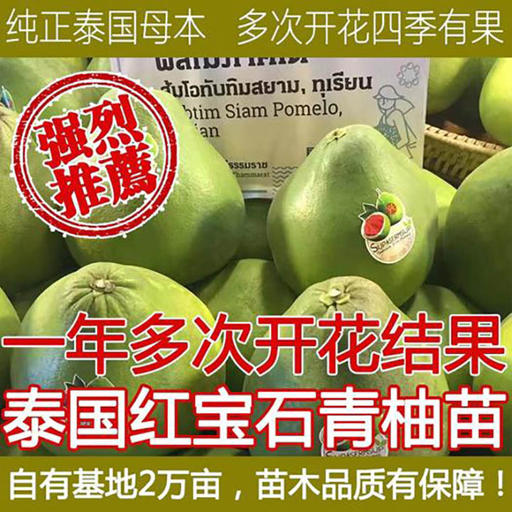 泰國紅寶石青柚苗